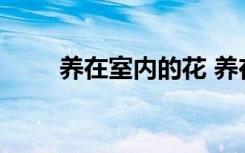 养在室内的花 养在室内的花有哪些