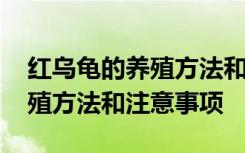 红乌龟的养殖方法和注意事项 红乌龟如何养殖方法和注意事项