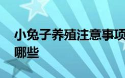 小兔子养殖注意事项 小兔子养殖注意事项有哪些