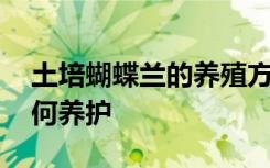 土培蝴蝶兰的养殖方法和注意事项 蝴蝶兰如何养护