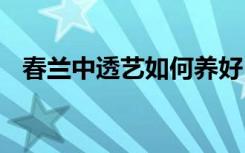 春兰中透艺如何养好 春兰中透艺养好方法