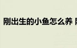 刚出生的小鱼怎么养 刚出生的小鱼养殖方法