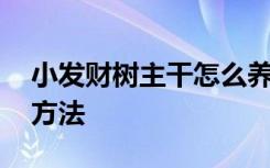 小发财树主干怎么养粗 小发财树主干养粗的方法