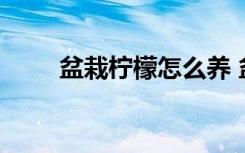 盆栽柠檬怎么养 盆栽柠檬养殖方法