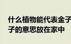 什么植物能代表金子放家里 哪些植物代表金子的意思放在家中