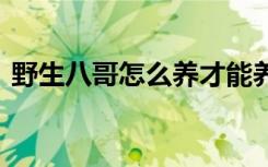 野生八哥怎么养才能养活 养野生八哥的方法