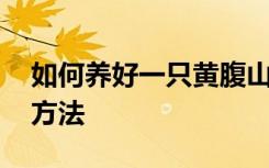 如何养好一只黄腹山雀 养好一只黄腹山雀的方法