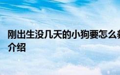 刚出生没几天的小狗要怎么养 刚出生没几天的小狗饲养方法介绍