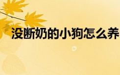 没断奶的小狗怎么养 没断奶的小狗如何养