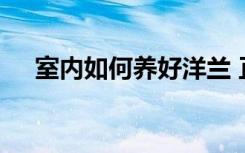 室内如何养好洋兰 正确养护洋兰的方法