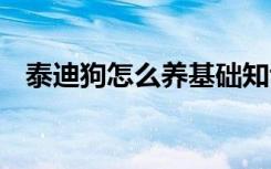 泰迪狗怎么养基础知识 泰迪狗的饲养方法