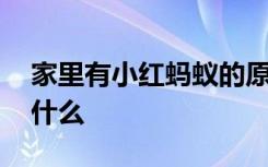 家里有小红蚂蚁的原因 家里有小红蚂蚁是为什么