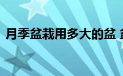 月季盆栽用多大的盆 盆栽月季选择多大的盆