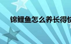 锦鲤鱼怎么养长得快 锦鲤鱼的养殖方法