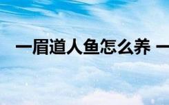 一眉道人鱼怎么养 一眉道人鱼的养殖技巧