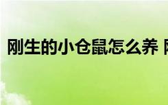 刚生的小仓鼠怎么养 刚生的小仓鼠养殖方法