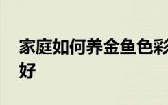 家庭如何养金鱼色彩好 家庭怎么养金鱼色彩好