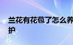 兰花有花苞了怎么养护 兰花有花苞了如何养护