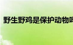 野生野鸡是保护动物吗 野鸡是不是保护动物