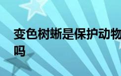 变色树蜥是保护动物吗 变色树蜥是保护动物吗