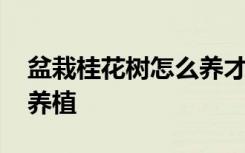 盆栽桂花树怎么养才长得好 盆栽桂花树如何养植