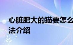 心脏肥大的猫要怎么养 心脏肥大的猫饲养方法介绍