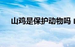 山鸡是保护动物吗 山鸡属于保护动物吗