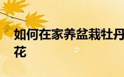 如何在家养盆栽牡丹花 怎样在家养盆栽牡丹花