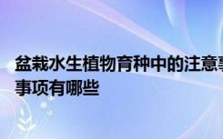 盆栽水生植物育种中的注意事项 盆栽水生植物育种中的注意事项有哪些