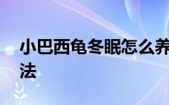 小巴西龟冬眠怎么养 小巴西龟冬眠的养殖方法