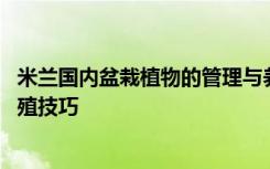 米兰国内盆栽植物的管理与养护方法 米兰国内盆栽植物的养殖技巧