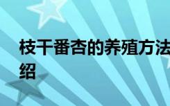 枝干番杏的养殖方法 枝干番杏的养殖方法介绍