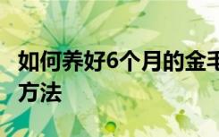 如何养好6个月的金毛犬 六个月的金毛犬饲养方法