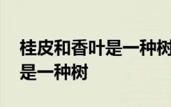 桂皮和香叶是一种树吗 桂皮和香叶到底是不是一种树