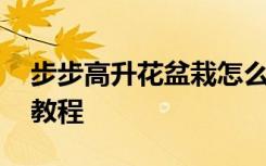 步步高升花盆栽怎么养 步步高升花盆栽养护教程