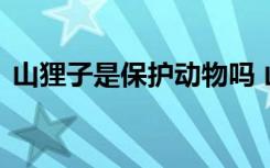 山狸子是保护动物吗 山狸子属于保护动物吗