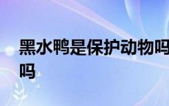 黑水鸭是保护动物吗 黑水鸭是不是保护动物吗