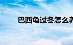 巴西龟过冬怎么养 巴西龟过冬养法