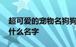 超可爱的宠物名狗狗 超可爱的宠物名可以起什么名字