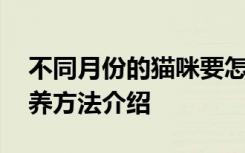 不同月份的猫咪要怎么养 不同月份的猫咪饲养方法介绍