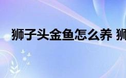 狮子头金鱼怎么养 狮子头金鱼的养殖技巧