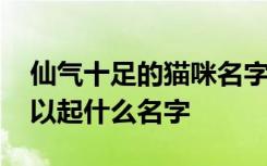 仙气十足的猫咪名字 关于仙气十足的猫咪可以起什么名字