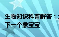 生物知识科普解答：大象一般怀孕多久才能生下一个象宝宝