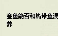 金鱼能否和热带鱼混养 金鱼能和什么鱼一起养