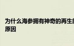 为什么海参拥有神奇的再生能力 海参拥有神奇的再生能力的原因