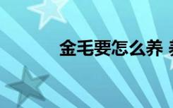 金毛要怎么养 养殖金毛的方法