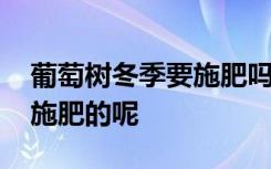 葡萄树冬季要施肥吗 葡萄树冬季能不能进行施肥的呢