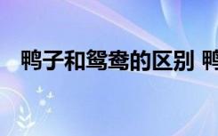 鸭子和鸳鸯的区别 鸭子和鸳鸯有什么不同