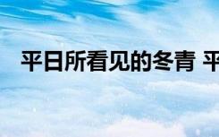 平日所看见的冬青 平日所看见的冬青介绍