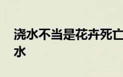 浇水不当是花卉死亡的主要原因 如何给花浇水